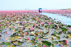 หนองหาร